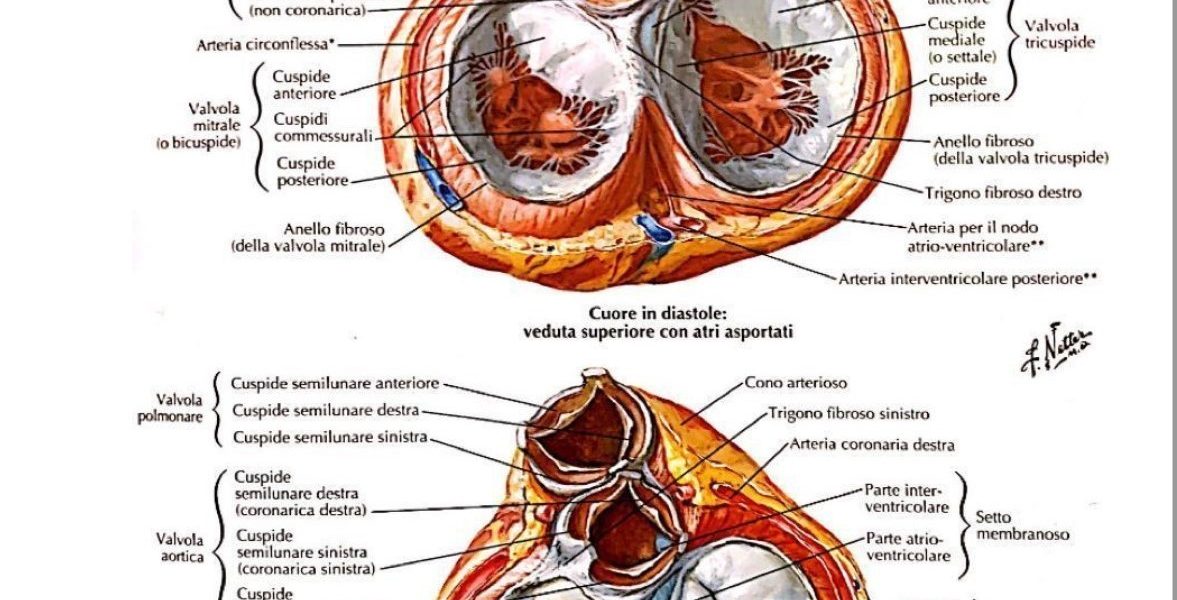 Dissezione aortica: sintomi, cause, diagnosi e cura