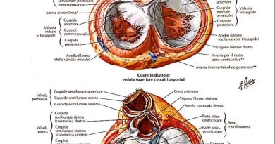 Dissezione aortica: sintomi, cause, diagnosi e cura