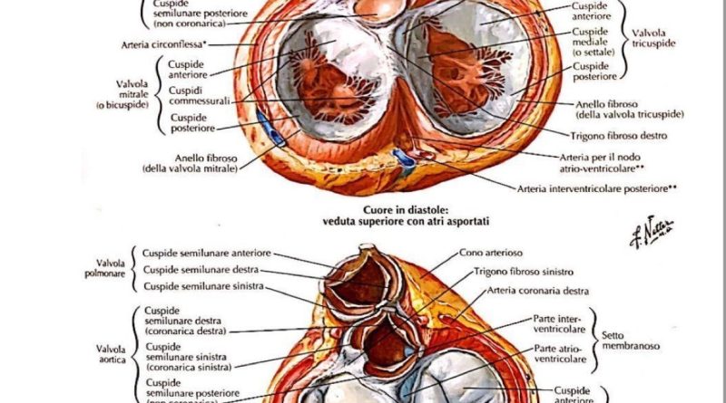 Dissezione aortica: sintomi, cause, diagnosi e cura