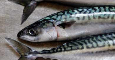 Cardiopatia, studio dimostra i benefici del pesce più oleoso